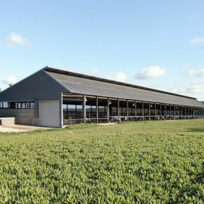 Quality  Wind Resistant Steel Structure Building Cow Shed Cattle Farm Construction OEM Size factory