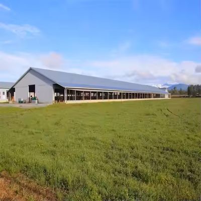 Modern Design Prefab Dairy Cow Shed Galvanized Steel Structure Farm Easy Installation