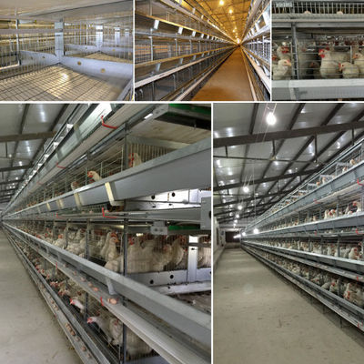 Quick Assembly Steel Structure Poultry House Weather Resistant Metal Poultry Shed