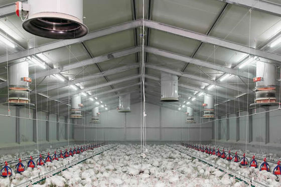 Modern Q355B Grade Metal Frame Building Poultry Farm Structure Long Life Span