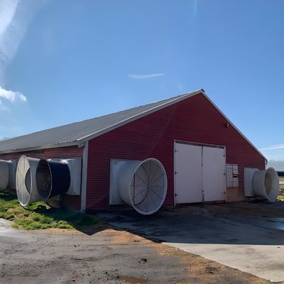 Easy Install Steel Structure Poultry House Painting Galvanized Surface Chicken Farm Building