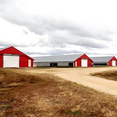 Easy Install Steel Structure Poultry House Painting Galvanized Surface Chicken Farm Building