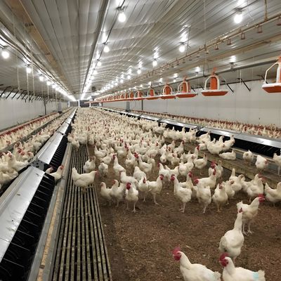 Easy Install Steel Structure Poultry House Painting Galvanized Surface Chicken Farm Building