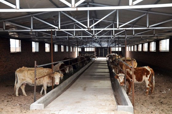 Fixed Windows Steel Structure Cow Shed House Agricultural Farm Building Anti Fire