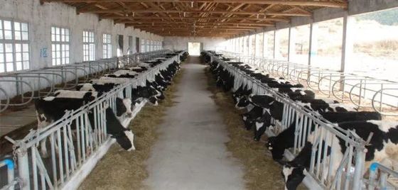 Fixed Windows Steel Structure Cow Shed House Agricultural Farm Building Anti Fire