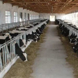 Fixed Windows Steel Structure Cow Shed House Agricultural Farm Building Anti Fire