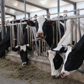 Modern Light Steel Frame Horse Barns , Steel Structure Building Cattle Shed