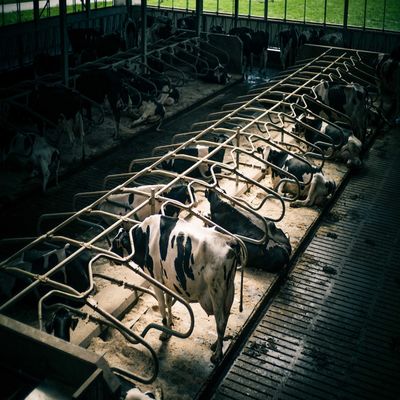 ISO 9001 Prefab Steel Structure Warehouse , Metal Dairy Barn Building Custom Design