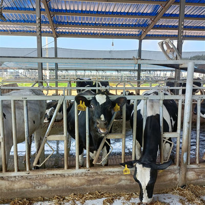 ISO 9001 Prefab Steel Structure Warehouse , Metal Dairy Barn Building Custom Design