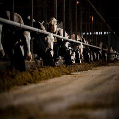 ISO 9001 Prefab Steel Structure Warehouse , Metal Dairy Barn Building Custom Design