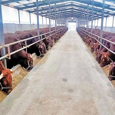 ISO 9001 Prefab Steel Structure Warehouse , Metal Dairy Barn Building Custom Design