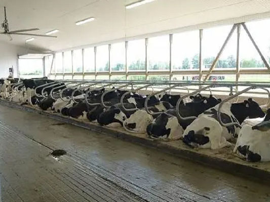 Ventilation Steel Structure Cow Shed , Durable Steel Livestock Shelter For Dairy Farm