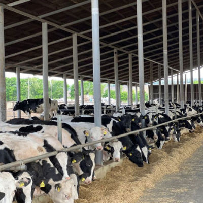 Prefab Metal Horse Barn Fire Resistant Long Lasting Steel Livestock Shed With Gable Roof