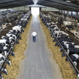 Prefab Metal Horse Barn Fire Resistant Long Lasting Steel Livestock Shed With Gable Roof