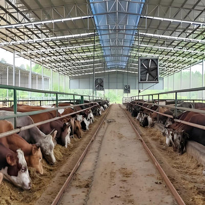 0.4mm-0.6mm Sheet Steel Structure Cow Shed Barn Dairy Barns Anti Earthquakes