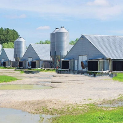 0.4mm-0.6mm Sheet Steel Structure Cow Shed Barn Dairy Barns Anti Earthquakes