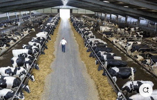 Weld Steel Structure Cow Shed Construction Temporary Livestock Shelter Fast Installation