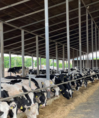 Weld Steel Structure Cow Shed Construction Temporary Livestock Shelter Fast Installation