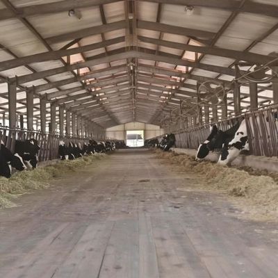 Q235 Q345 Grade Steel Structure Cow Shed Temporary Metal Horse Sheds Custom Dimension